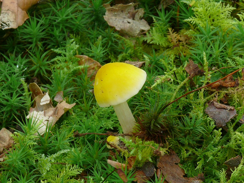 P1130947 PluteusLeoninus